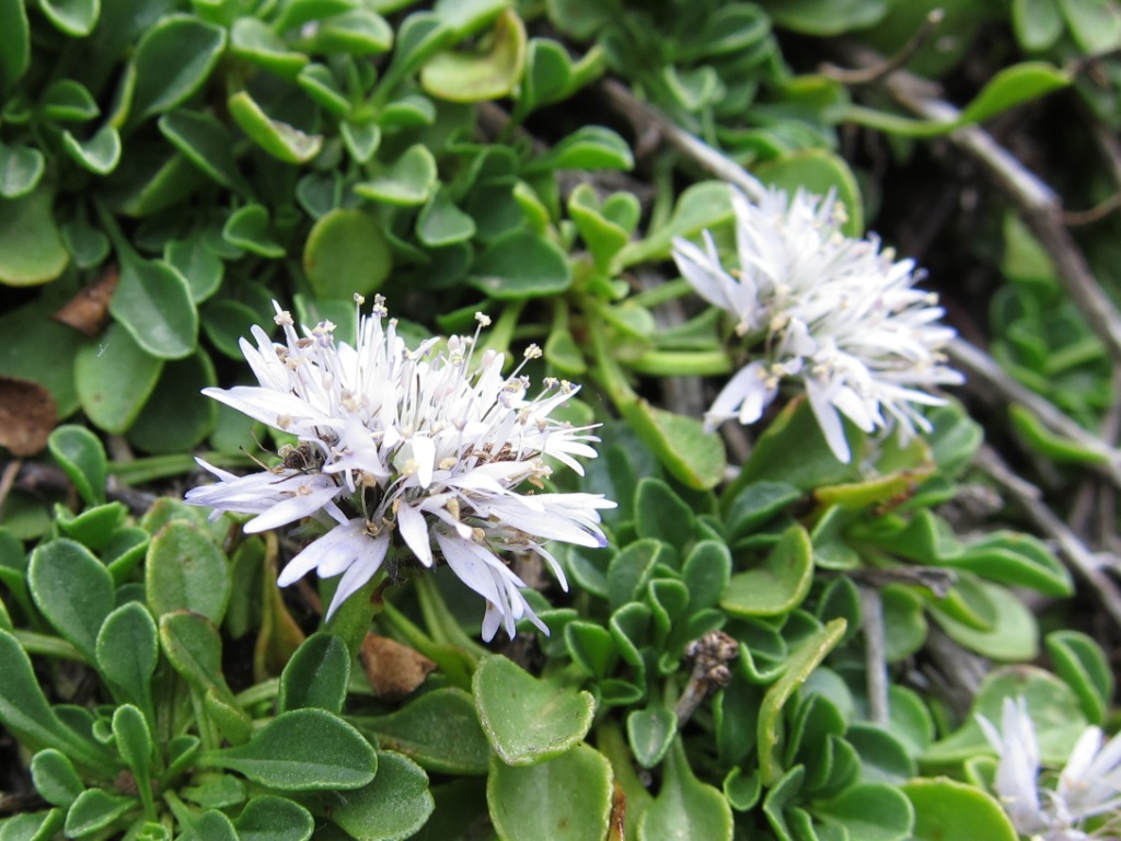 Globularia cordifolia subsp. neapolitana